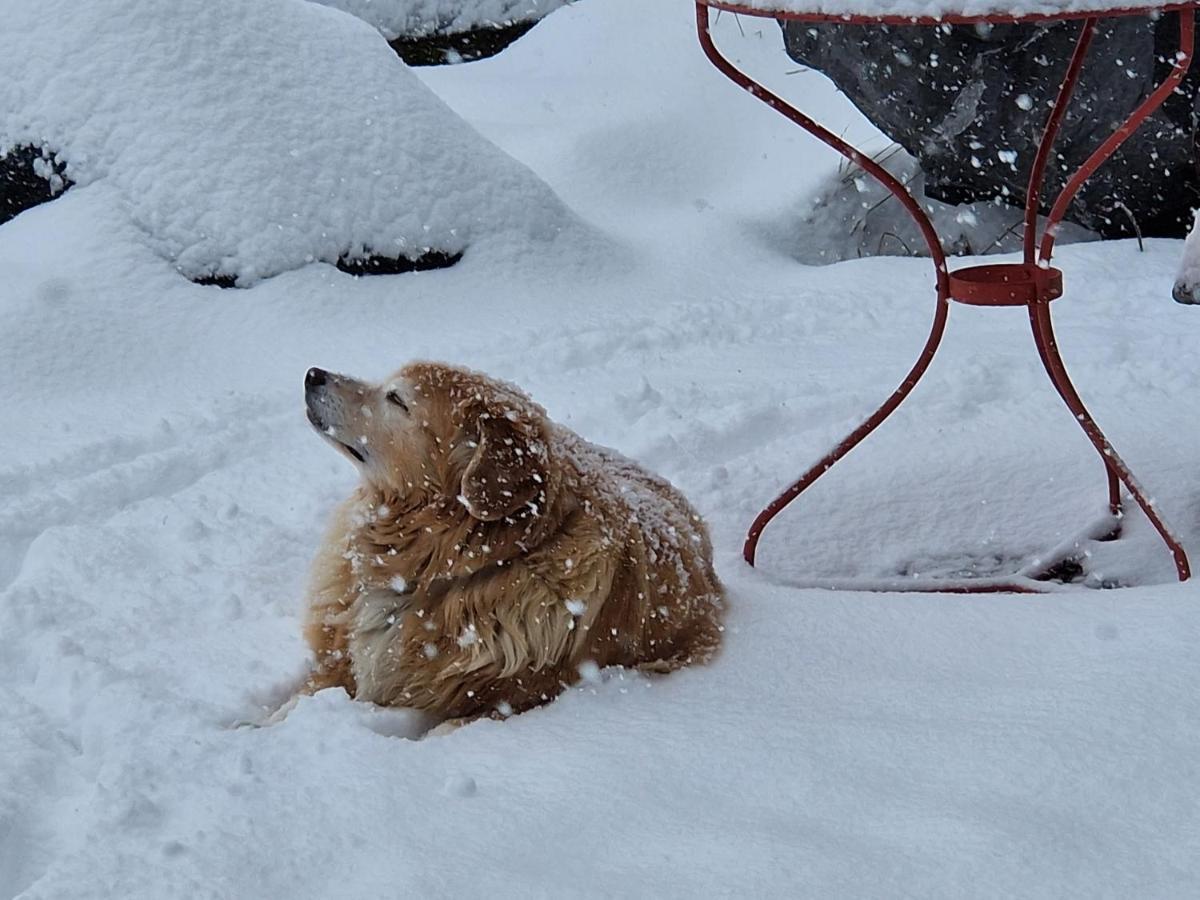 Chalet Gotthelf Gartenstudio, Ferien Mit Hund Adelboden Kültér fotó